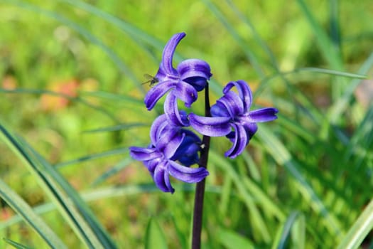 Unfortunately,I don't know what this flower is called.