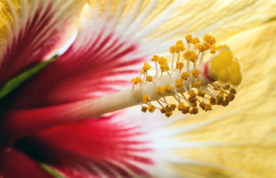 Hibiscus flower