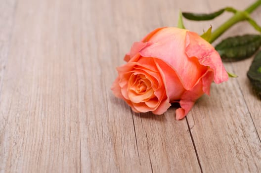 Blossom of a rose on old weathered wood