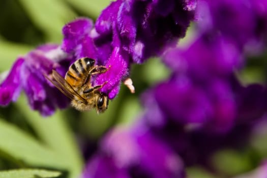 A bee collecting nectar from purple flowers