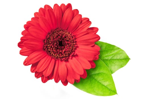 Vibrant red gerberas daisy with green leaves isolated on a white background