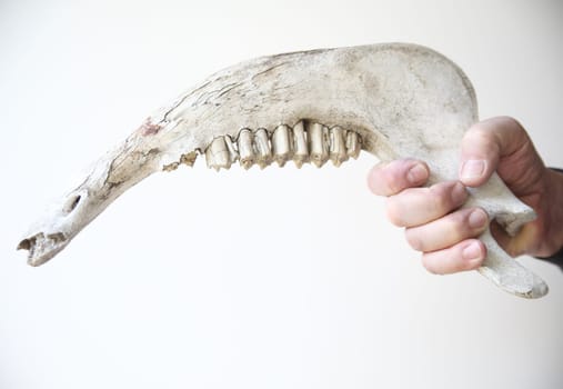 large jawbone in a man's hand