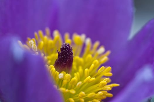 Pasque flower