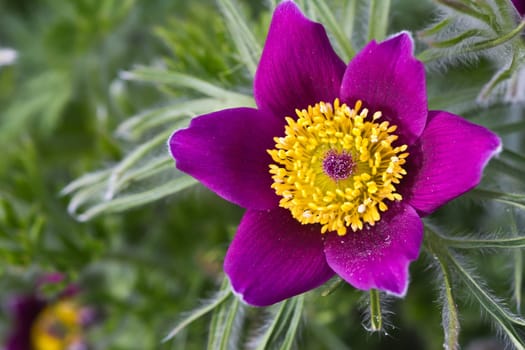 Pasque flower