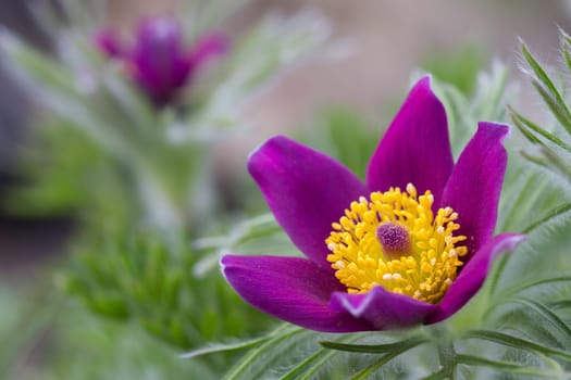 Pasque flower