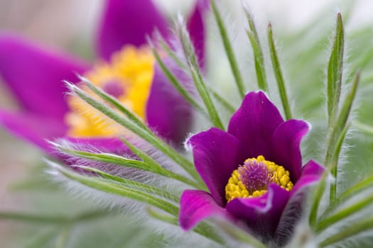 Pasque flower