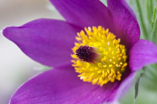 Pasque flower