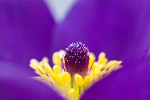 Pasque flower
