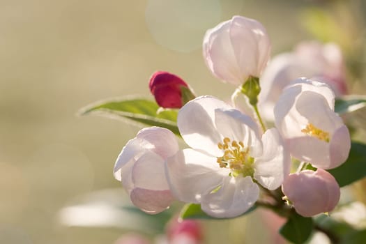 Apple blossom
