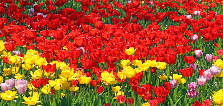 Variety of tulips