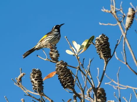An Australian crescent honeyeater perched on a branch.