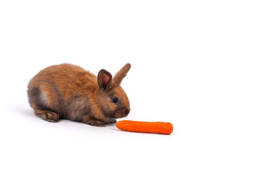 Rabbit