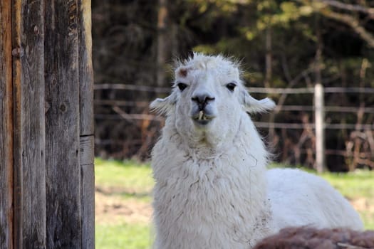 A llama with crooked teeth