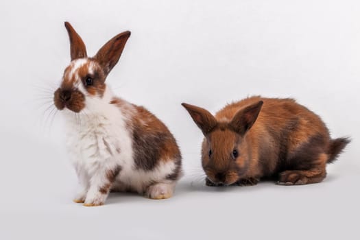 Rabbit