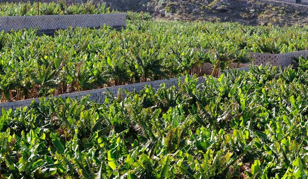 Banana cultivation