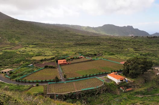 Vineyards