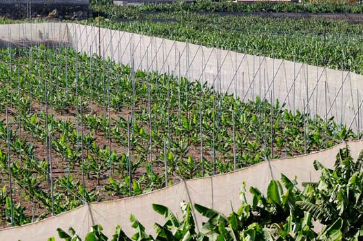 Banana cultivation