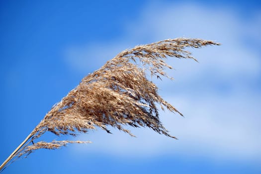 Reed