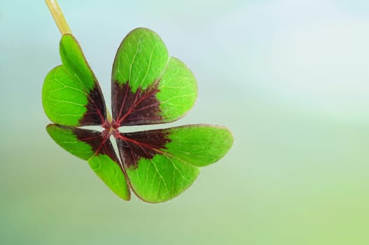 Cloverleaf
