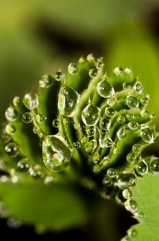 Dewdrop