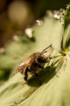 Bumblebee