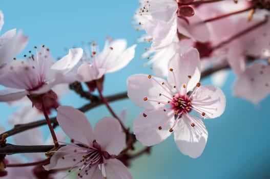 Cherry blossom