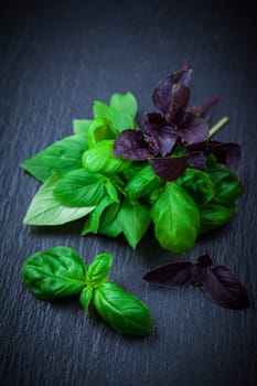 Variation of basil on black background