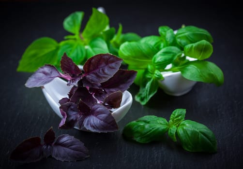 Variation of basil on black background