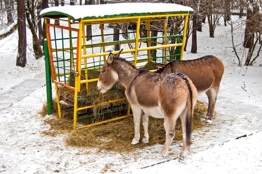 donkey in winter by eating hay