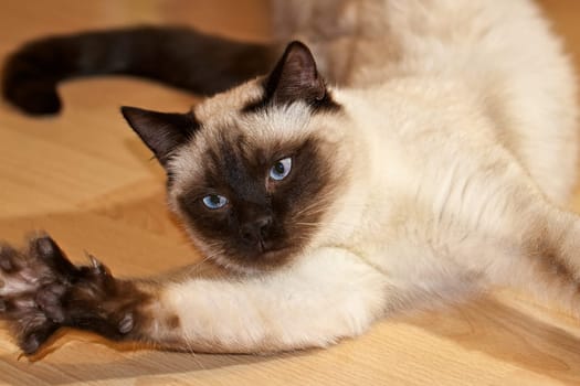 Burmese cat shows its claws while playing on the floor.