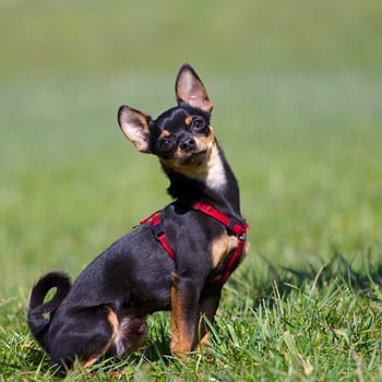 A Miniature Pinscher sits in the green meadow and looks expectantly into the camera