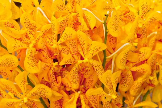 Beautiful orchid