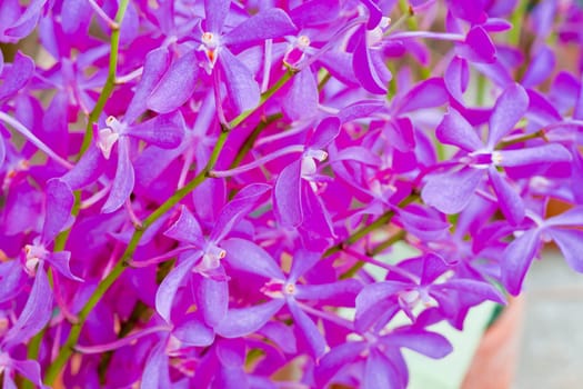 Beautiful orchid