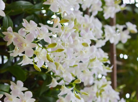 Beautiful orchid