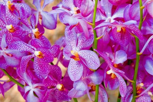 Beautiful orchid