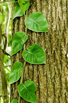 Green leaves growing over tree bark creating a pleasing texture