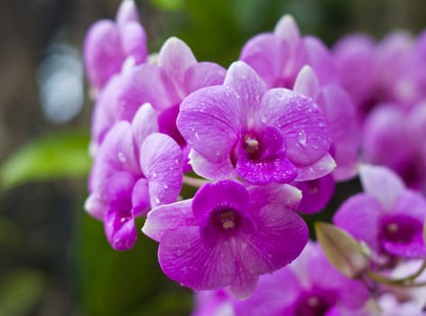 Beautiful orchid