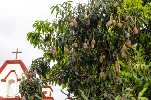 Mango tree with lots of fruit and a church in the background