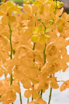 Beautiful orchid