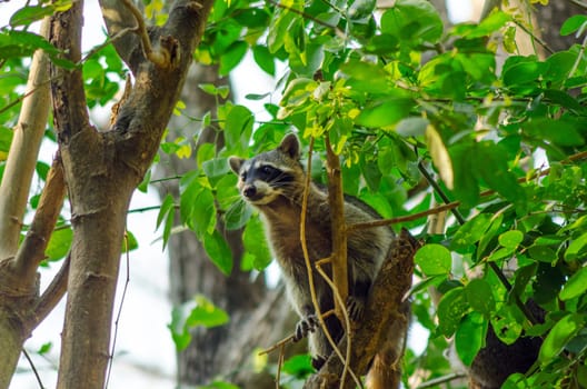 A raccoon climbing high up in a tree