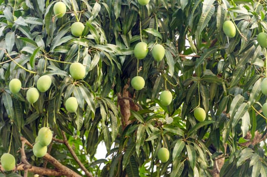 Closeup view of a mango tree with unripe fruit