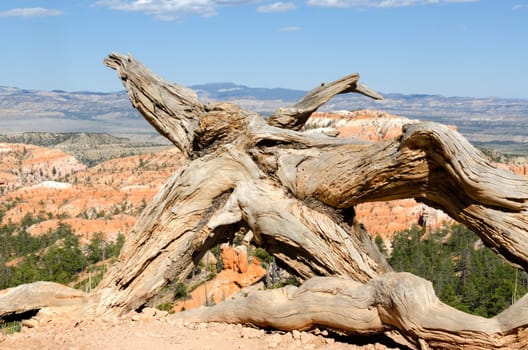 dried root of a tree in Bryce Canyon National Park