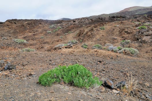Tenerife