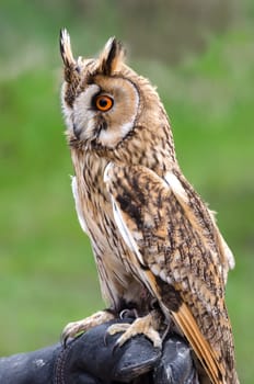 owl with eyebrows raised on a trunk