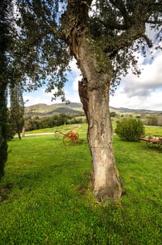 cork oak tree in the hills of Tuscany