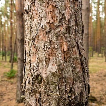 bark of a tree in a forest