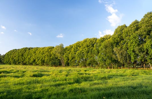 beautiful green treeline in summertime