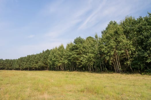 tree line in landscape in summer