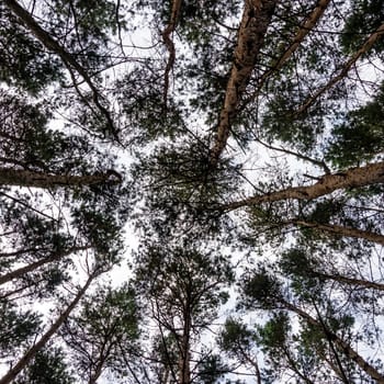 Look up to the treetops