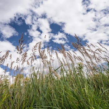 grass on a field in summer